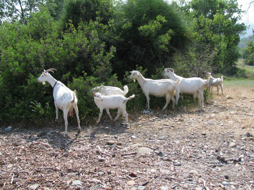 Участок через который проходит ликийская тропа пасутся козы